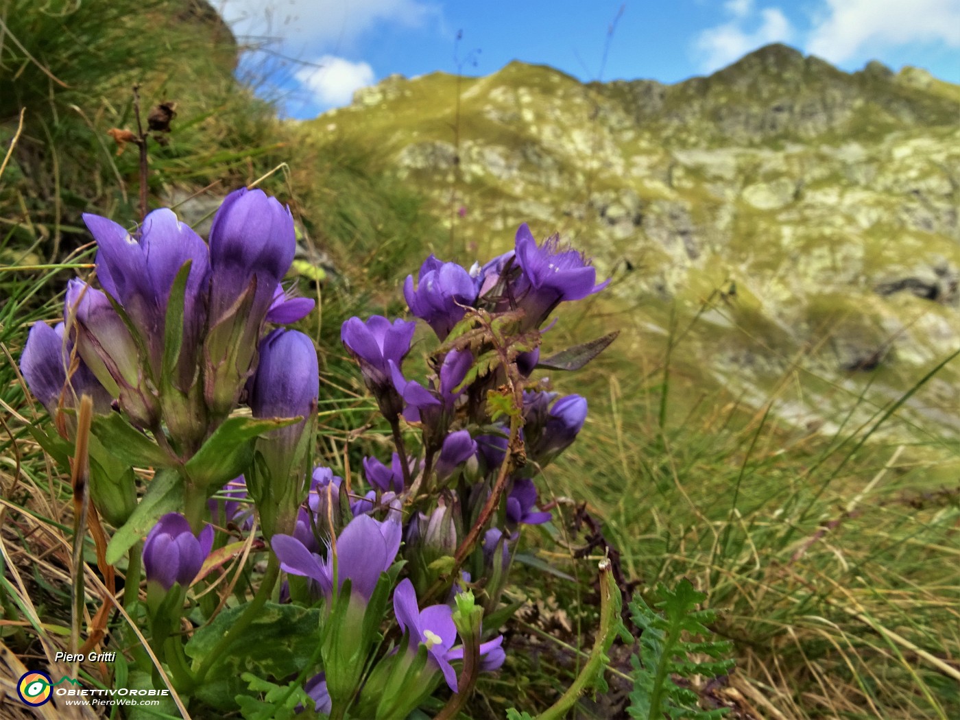 78 Genzianella germanica (Gentianella rhaetica o forse  anisodonta) con vista verso il Ponteranica.JPG